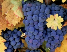 Khám phá hương vị rượu vang Mỹ Zinfandel
